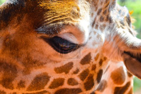 Up close and personal with a giraffe at the Giraffe Centre in Kenya.