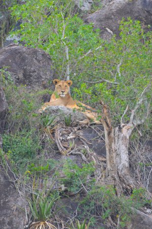Un lion caché sur une colline rocheuse dans le Serengeti en Tanzanie.