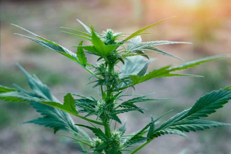 Téléchargez les photos : Canard frison cannabis race marijuana cultivant dans le sol - en image libre de droit