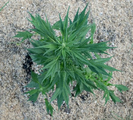 Téléchargez les photos : Canard frison cannabis race marijuana cultivant dans le sol - en image libre de droit
