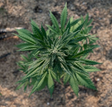 Téléchargez les photos : Blue Dream cannabis race marijuana cultivant dans le sol - en image libre de droit