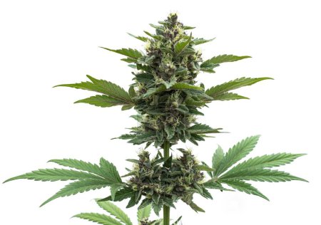 Téléchargez les photos : Cannabis tree Blue Dream breed marijuana growing a white background - en image libre de droit