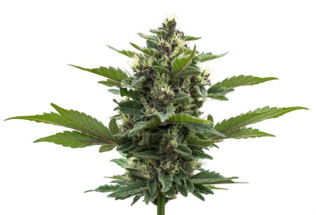 Téléchargez les photos : Cannabis tree Blue Dream breed marijuana growing a white background - en image libre de droit