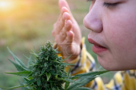 Téléchargez les photos : Asia woman smelling marijuana flower at the cannabis plantation - en image libre de droit