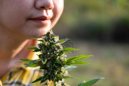 Téléchargez les photos : Asia woman smelling marijuana flower at the cannabis plantation - en image libre de droit