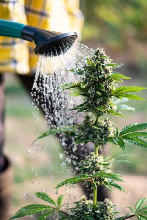 Landwirt gießt Cannabis-Baumgarten mit Wasserkanne