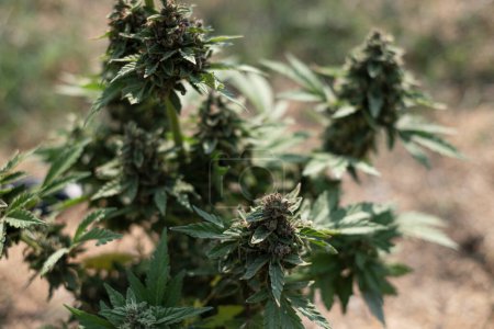Téléchargez les photos : Blue Dream cannabis race marijuana cultivant dans le sol - en image libre de droit