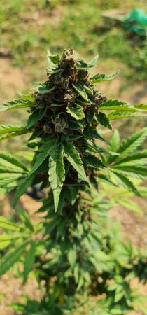 Téléchargez les photos : Blue Dream cannabis race marijuana cultivant prêt à la récolte - en image libre de droit