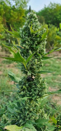 Téléchargez les photos : Cannabis tree Frisian Duck breed marijuana growing a white background - en image libre de droit