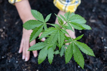 Téléchargez les photos : Image d'une femme plantant à la main une plante Indica de cannabis - en image libre de droit