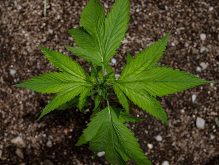 Téléchargez les photos : Canard frison race de cannabis cultivant dans le sol - en image libre de droit