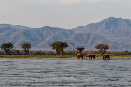 Photo for Elephant bulls walking in the Zambezi river in Mana Pools National Park in Zimbabwe  with the mountains of Zambia in the background - Royalty Free Image