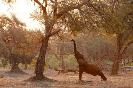 Male elephant searching for food  in the late afternoon in the dry season in the forest of high trees in Mana Pools National Park in Zimbabwe