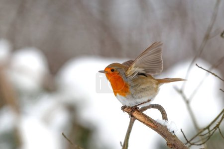 European Robin (Erithacus rubecula) searching for food in the snow in the forest in the Netherlands
