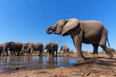 Elephants drinking and taking a bath in a waterhole in Mashatu Game Reserve in the Tuli Block in Botswana. tote bag #625111110