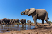 Elephants drinking and taking a bath in a waterhole in Mashatu Game Reserve in the Tuli Block in Botswana. magic mug #625111110