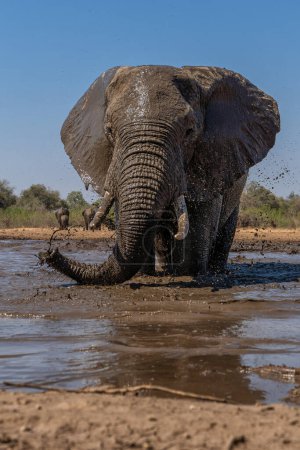 Elefantes bebiendo y tomando un baño en un pozo de agua en la reserva de caza de Mashatu en el Tuli Block en Botswana.