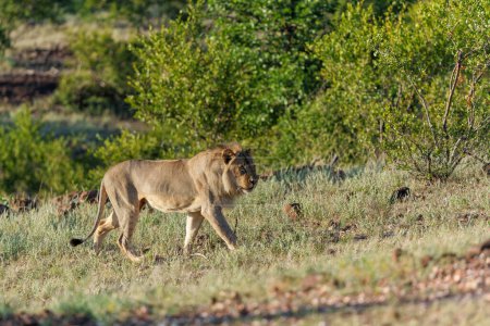  Löwenmännchen (Panthera leo) auf der Jagd im Mashatu-Wildreservat im Tuli-Block in Botsuana                              