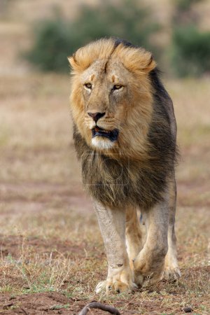  León (Panthera leo) cacería masculina en la Reserva de Caza de Mashatu en el Bloque Tuli en Botswana                              