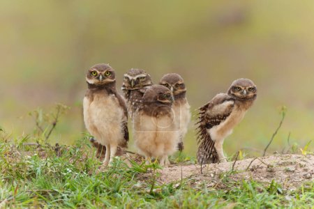 Burrowing owl (Athene cunicularia). One of the parents and the small chicks standing on the burrow in a field in the North Pantanal in Brazil 