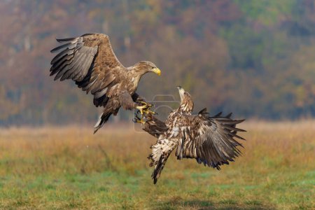 Eagle battle. White tailed eagles (Haliaeetus albicilla) fighting for food on a field in the forest in Poland. 