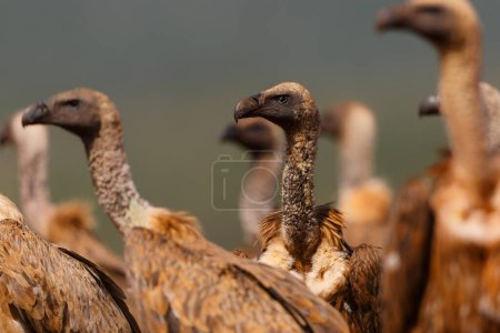 Photo for White-Backed Vulture (Gyps africanus) searching for food in Zimanga Game Reserve in Kwa Zulu Natal in South Africa - Royalty Free Image
