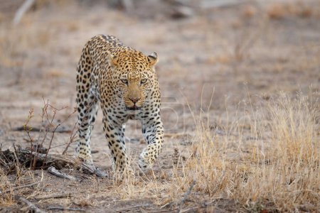 Foto de Leopardo (Panthera pardus) macho en busca de alimento en la reserva de caza Sabi Sands en la Región del Gran Kruger en Sudáfrica - Imagen libre de derechos