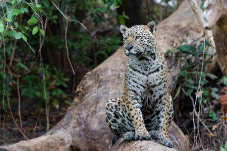 Jaguar (Panthera onca) cazando en el Pantanal Norte en Mata Grosso en Brasil