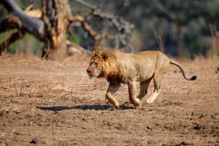 Das erwachsene Männchen des Afrikanischen Löwen (Panthera leo) rennt im Mana Pools Nationalpark, Simbabwe, um den Geier vor seinem Tod zu verscheuchen
