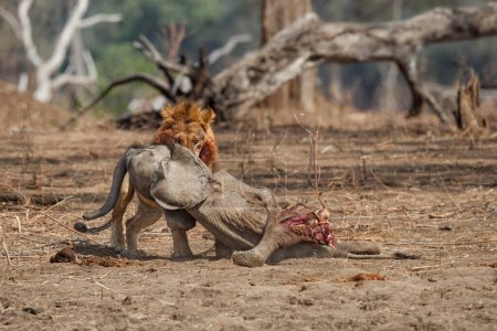 Afrikanischer Löwe (Panthera leo) Männchen frisst von einem afrikanischen Elefanten (Loxodonta africana) Kalb Tötung im Mana Pools Nationalpark, Simbabwe