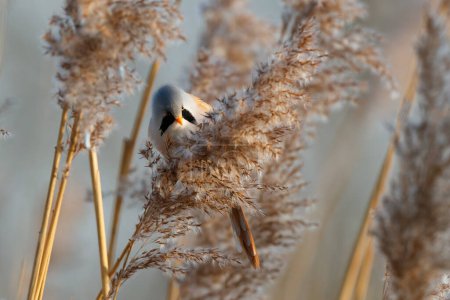 Bearded reedling (Panurus biarmicus) male eating seeds in the reed in the late afternoon sunlight in wintertime in the Netherlands