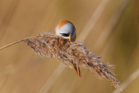Bearded reedling (Panurus biarmicus) male eating seeds in the reed in the late afternoon sunlight in wintertime in the Netherlands