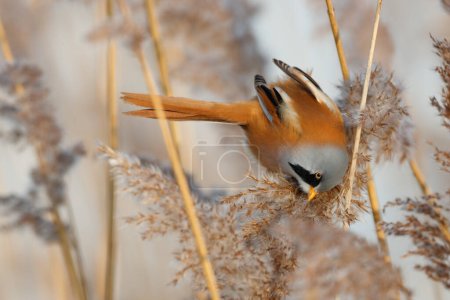 Photo for Bearded reedling (Panurus biarmicus) male eating seeds in the reed in the late afternoon sunlight in wintertime in the Netherlands - Royalty Free Image