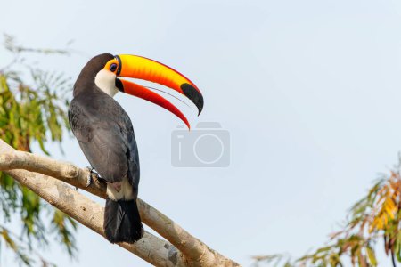 The toco toucan (Ramphastos toco), also known as the common toucan or giant toucan, searching for food in the North part of the Pantanal in Brazil