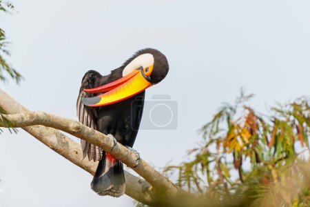 El toco toucan (Ramphastos toco), también conocido como el tucán común o tucán gigante, en busca de comida en la parte norte del Pantanal en Brasil