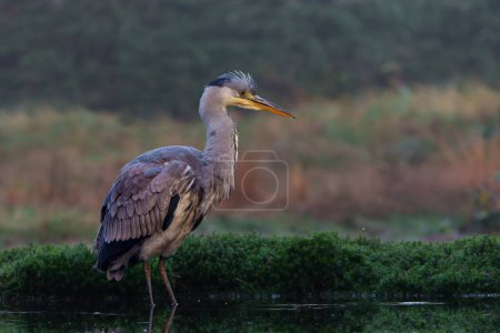 Photo for Grey heron (Ardea cinerea) fishing in a pond in the forest in the winter in the Netherlans. - Royalty Free Image