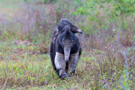 Giant Anteater, Myrmecophaga tridactyla, walking with a baby on her back on an open grassland in the North Pantanal in Brazil. 
