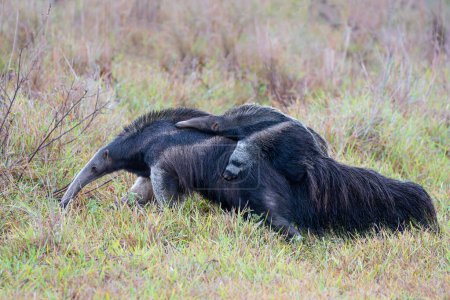 Foto de Giant Anteater, Myrmecophaga tridactyla, walking with a baby on her back on an open grassland in the North Pantanal in Brazil. - Imagen libre de derechos