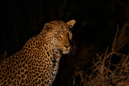 Leopard im Sabi Sands Wildreservat im Großraum Krüger in Südafrika