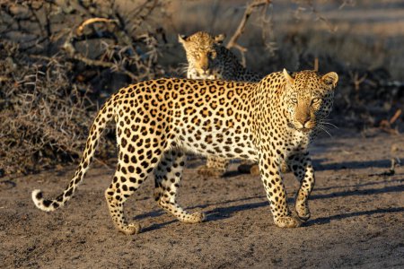 Foto de Leopard male walking in a game reserve in the Greater Kruger Region in South Africa - Imagen libre de derechos