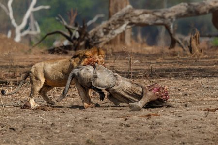 Lion d'Afrique (Panthera leo) mâle mangeant d'un veau d'éléphant d'Afrique (Loxodonta africana) tué dans le parc national de Mana Pools, Zimbabwe