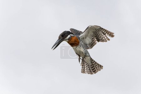  Giant Kingfisher (Megaceryle maxima) flying while fishing in the Olifants river in Kruger Natioanl Park South Africa                              