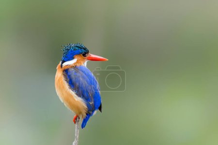 Malachite kingfisher (Corythornis cristatus) fishes from a reed near Olifants River in Kruger National Park in South Africa. Green blurry background.                               