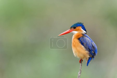 Malachite kingfisher (Corythornis cristatus) fishes from a reed near Olifants River in Kruger National Park in South Africa. Green blurry background.                               