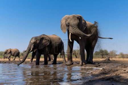 Foto de Beber elefantes y bañarse en un pozo de agua en la reserva de caza de Mashatu en el Tuli Block en Botswana. - Imagen libre de derechos