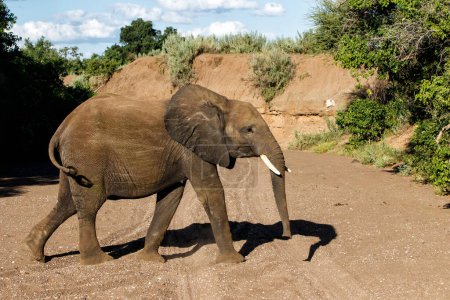 Słoń poszukuje wody w suchym korycie rzeki w rezerwacie gier Mashatu w bloku Tuli w Botswanie.