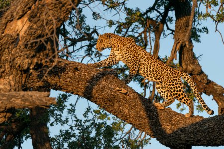 Leopard (Panthera Pardus) standing in a tree in the golden light of the late afternoon in Mashatu Game Reserve in the Tuli Block in Botswana                               