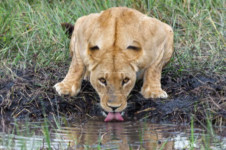 Téléchargez les photos : Lion d'Afrique (Panthera leo) buvant. Lionne buvant l'après-midi dans le delta de l'Okavango au Botswana. - en image libre de droit