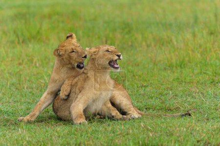 African lion (Panthera leo) fighting and playing. Young lions playing in the morning in the Okavango Delta in Botswana.                               