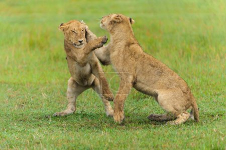 Lew afrykański (Panthera leo) walczy i gra. Młode lwy bawią się rano w delcie Okavango w Botswanie.                               